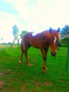 Jungpferdeausbildung muss sich nach dem Pferd richten